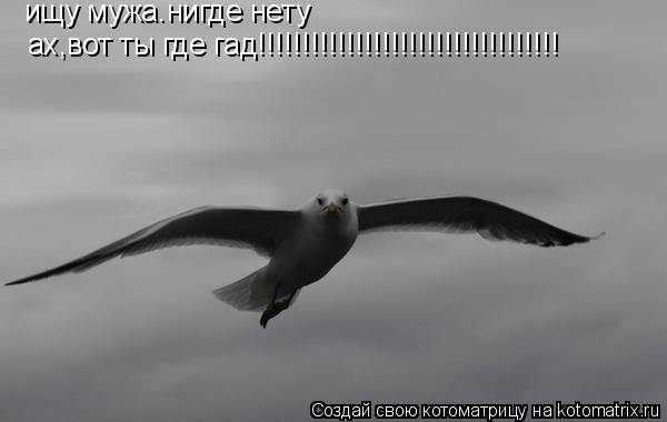 Котоматрица: ищу мужа.нигде нету ах,вот ты где гад!!!!!!!!!!!!!!!!!!!!!!!!!!!!!!!!!!