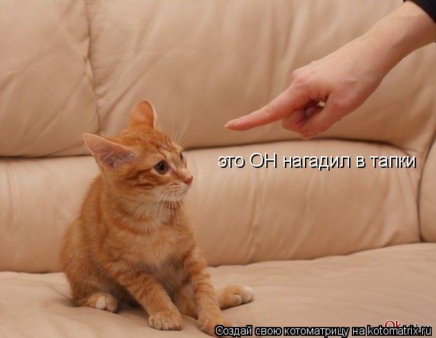 Котоматрица: это ОН нагадил в тапки
