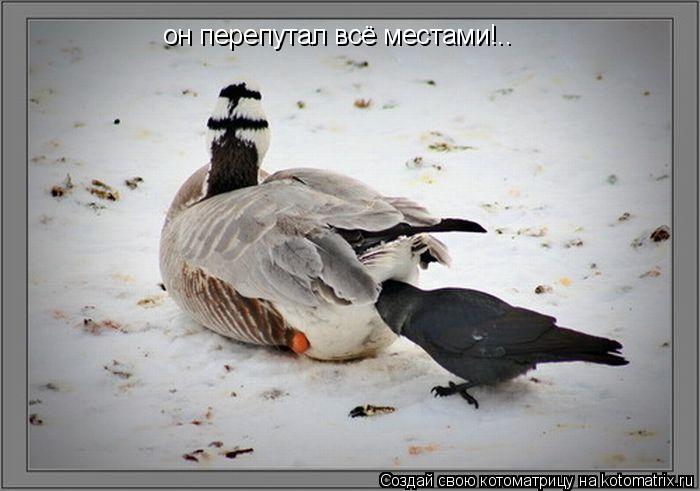 Котоматрица: он перепутал всё местами!..