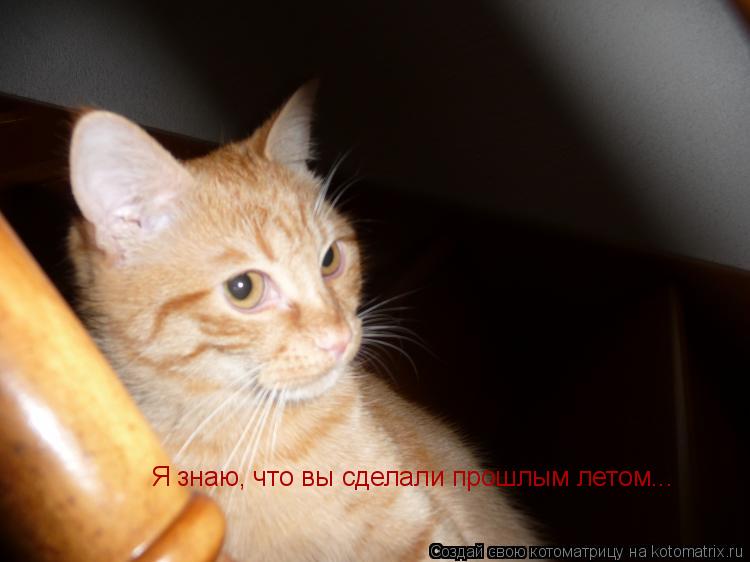Котоматрица: Я знаю, что вы сделали прошлым летом...