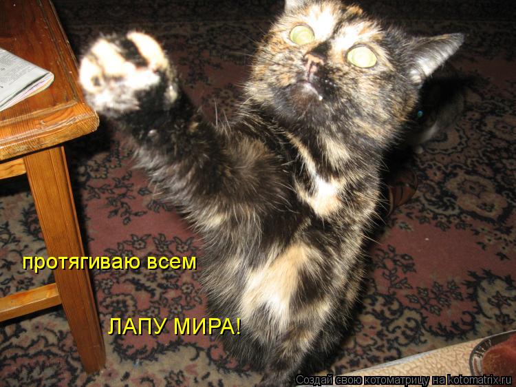 Котоматрица: протягиваю всем  ЛАПУ МИРА!