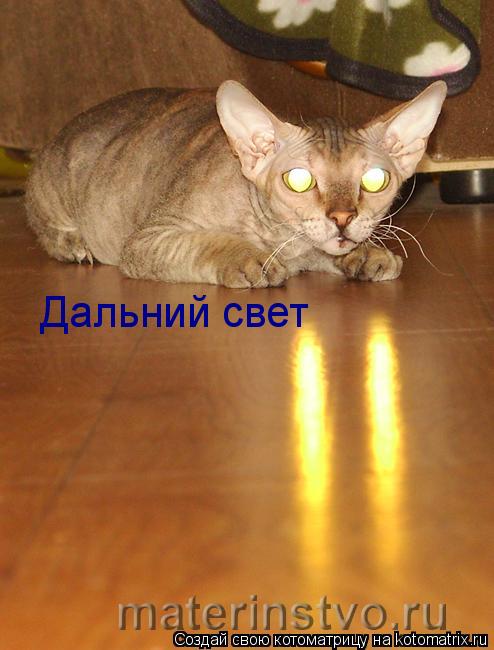 Котоматрица: Дальний свет