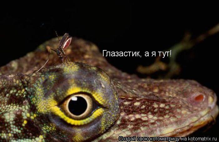 Котоматрица: Глазастик, а я тут!