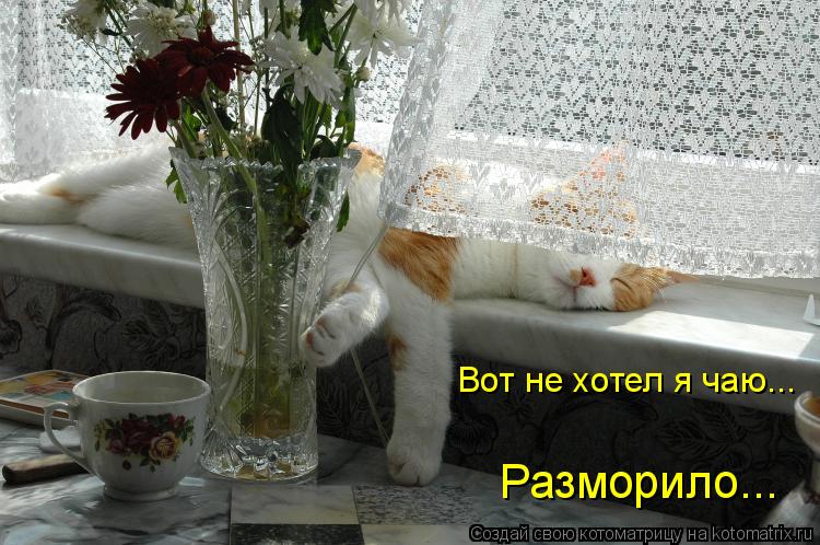 Вот не хотел я чаю... Разморило...... Котоматрица: Вот не хотел я чаю... Разморило...