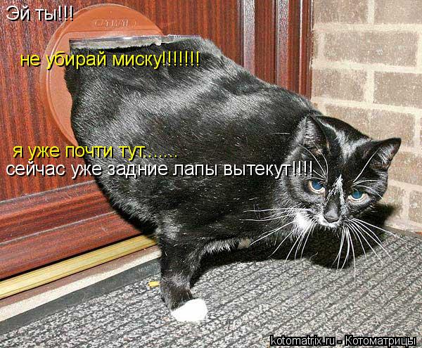 Котоматрица: Эй ты!!! не убирай миску!!!!!!! я уже почти тут....... сейчас уже задние лапы вытекут!!!!