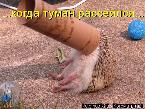 ...когда туман рассеялся...... Котоматрица: ...когда туман рассеялся...
