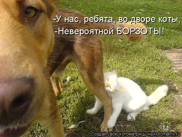 -У нас, ребята, во дворе коты, -Невероятной БОРЗОТЫ!... Котоматрица: -У нас, ребята, во дворе коты, -Невероятной БОРЗОТЫ!