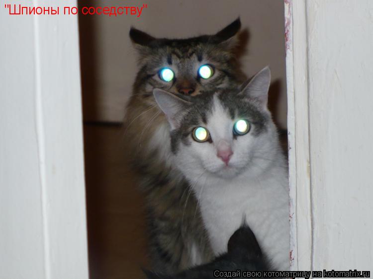 Котоматрица: "Шпионы по соседству"