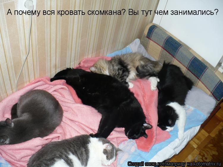 Котоматрица: А почему вся кровать скомкана? Вы тут чем занимались?