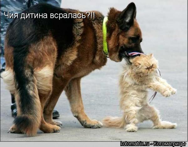 Котоматрица: Чия дитина всралась?!!