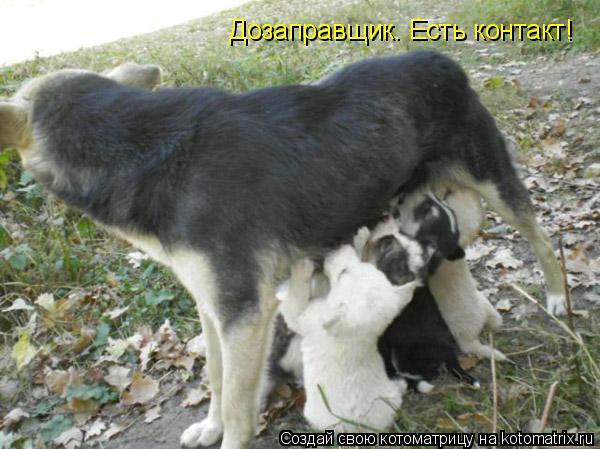 Дозаправщик. Есть контакт!... Котоматрица: Дозаправщик. Есть контакт!