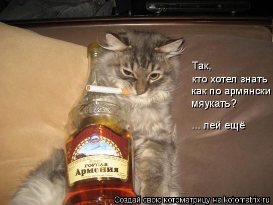 Котоматрица: Так, кто хотел знать как по армянски мяукать? ... лей ещё