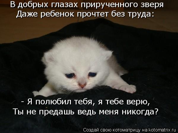 Котоматрица: В добрых глазах прирученного зверя Даже ребенок прочтет без труда: - Я полюбил тебя, я тебе верю, Ты не предашь ведь меня никогда?