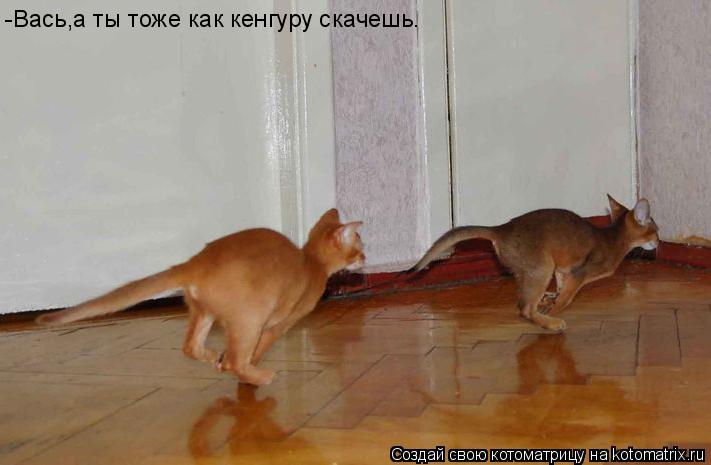Котоматрица: -Вась,а ты тоже как кенгуру скачешь.