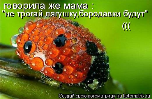 Котоматрица: говорила же мама : "не трогай лягушку,бородавки будут" (((