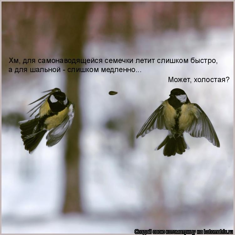 Хм, для самонаводящейся семечки летит слишком быстро, а для шальной - слишком медленно... Может, холо... Котоматрица: Хм, для самонаводящейся семечки летит слишком быстро, а для шальной - слишком медленно... Может, холостая?