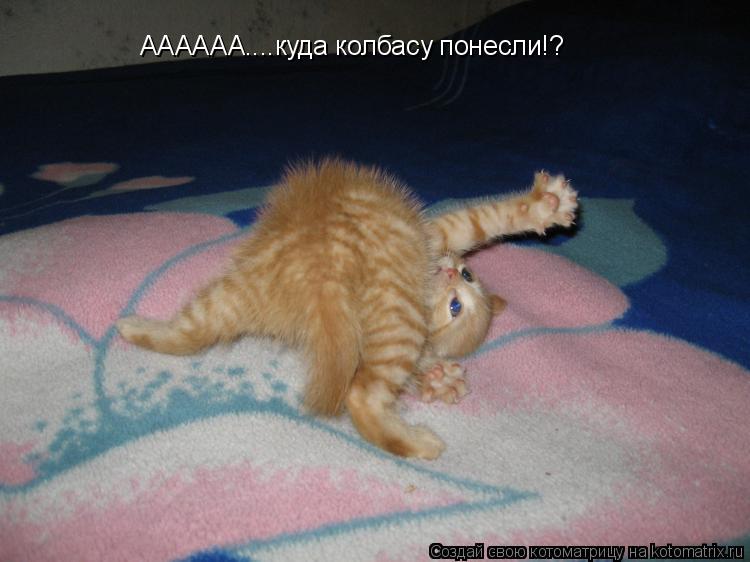 Котоматрица: АААААА....куда колбасу понесли!?