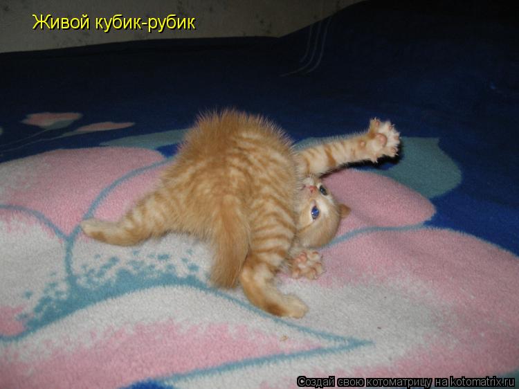 Котоматрица: Живой кубик-рубик