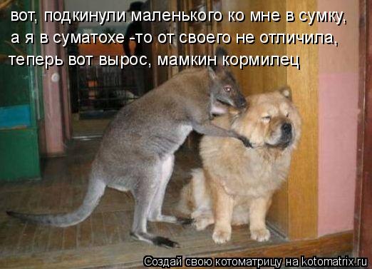 вот, подкинули маленького ко мне в сумку, а я в суматохе -то от своего не отличила, теперь вот вырос... Котоматрица: вот, подкинули маленького ко мне в сумку, а я в суматохе -то от своего не отличила, теперь вот вырос, мамкин кормилец