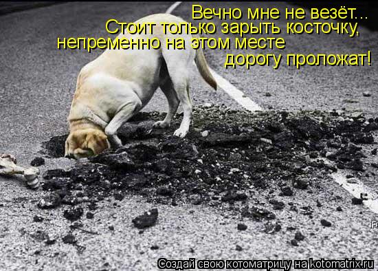 Вечно мне не везёт... дорогу проложат! Стоит только зарыть косточку, непременно на этом месте... Котоматрица: Вечно мне не везёт... дорогу проложат! Стоит только зарыть косточку, непременно на этом месте