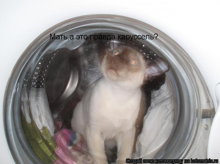 Котоматрица: Мать,а это правда каруссель?