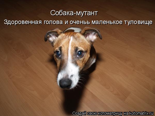 Котоматрица: Собака-мутант Здоровенная голова и оченьь маленькое туловище