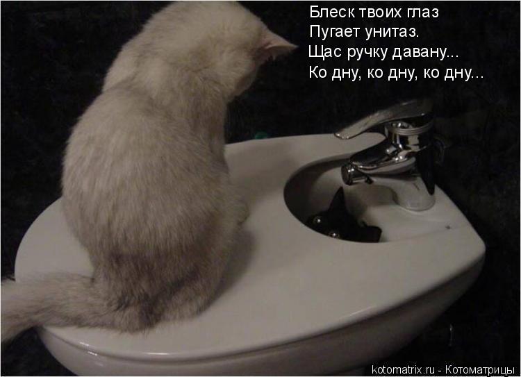 Котоматрица: Блеск твоих глаз Пугает унитаз. Щас ручку давану... Ко дну, ко дну, ко дну...