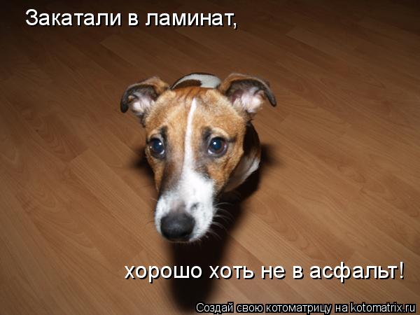 Котоматрица: Закатали в ламинат,  хорошо хоть не в асфальт!