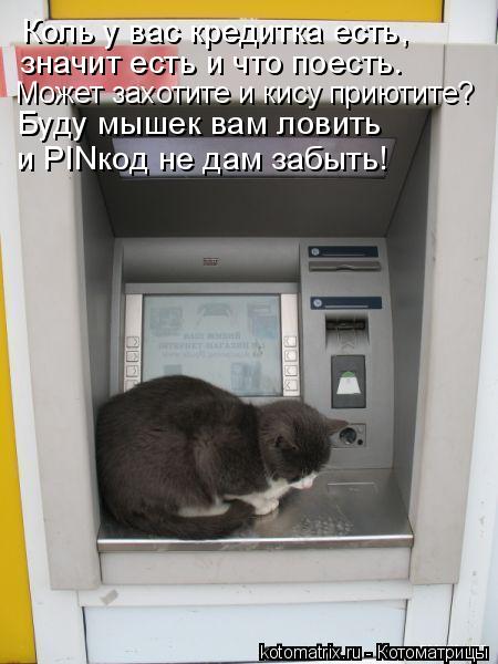 Коль у вас кредитка есть, значит есть и что поесть. Может захотите и кису приютите? Буду мышек вам ло... Котоматрица: Коль у вас кредитка есть, значит есть и что поесть. Может захотите и кису приютите? Буду мышек вам ловить и PINкод не дам забыть!