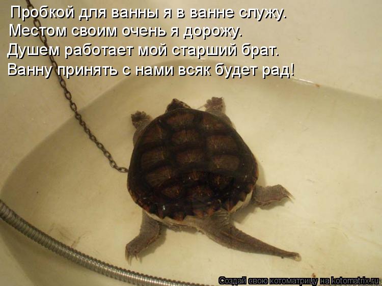 Котоматрица: Пробкой для ванны я в ванне служу. Местом своим очень я дорожу. Душем работает мой старший брат. Ванну принять с нами всяк будет рад!