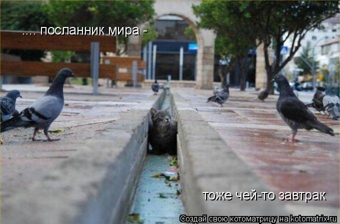 тоже чей-то завтрак .... посланник мира -... Котоматрица: тоже чей-то завтрак .... посланник мира -