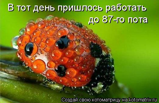 В тот день пришлось работать до 87-го пота... Котоматрица: В тот день пришлось работать до 87-го пота