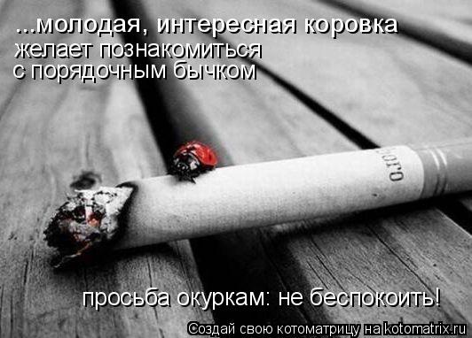 ...молодая, интересная коровка желает познакомиться с порядочным бычком просьба окуркам: не беспоко... Котоматрица: ...молодая, интересная коровка желает познакомиться с порядочным бычком просьба окуркам: не беспокоить!