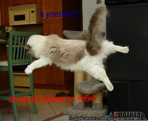 Котоматрица: я улетаю!!!! да да да хозяин от тебя!
