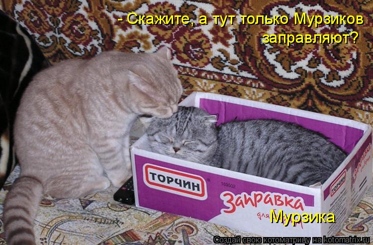 Котоматрица: Мурзика - Скажите, а тут только Мурзиков заправляют?