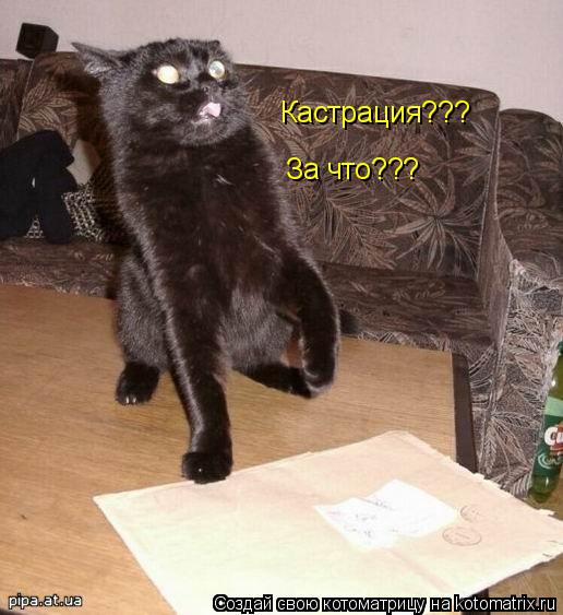 Котоматрица: Кастрация??? За что???