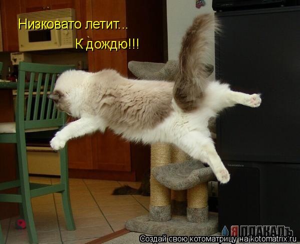 Котоматрица: Низковато летит... К дождю!!!