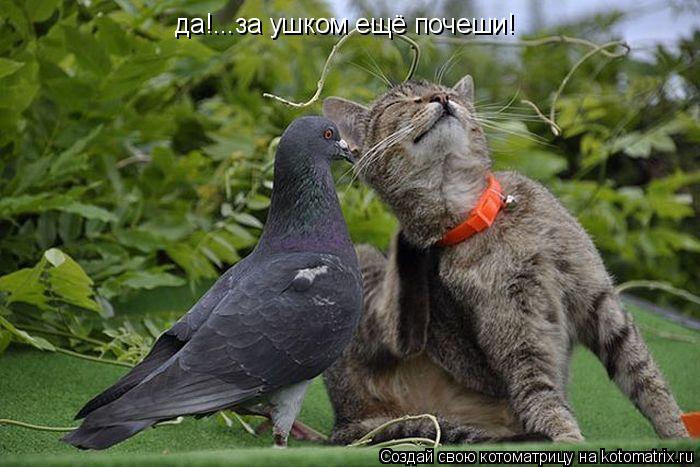 Котоматрица: да!...за ушком ещё почеши!