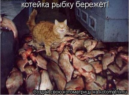 Котоматрица: котейка рыбку бережёт!