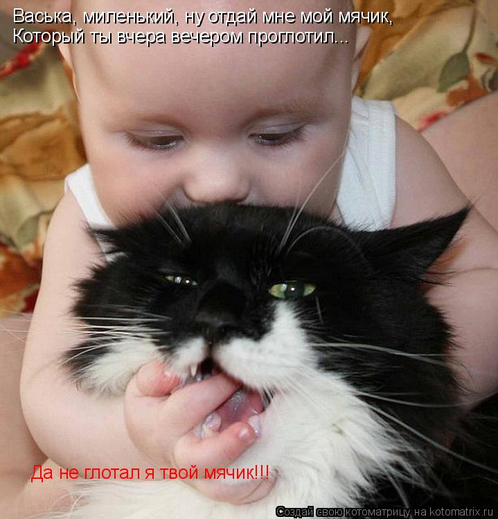 Котоматрица: Васька, миленький, ну отдай мне мой мячик, Да не глотал я твой мячик!!! Который ты вчера вечером проглотил...