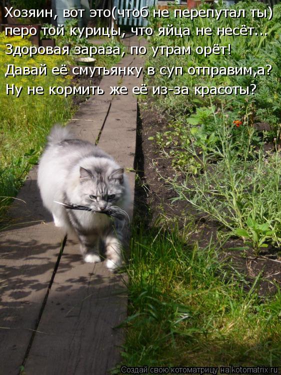 Хозяин, вот это(чтоб не перепутал ты) перо той курицы, что яйца не несёт... Здоровая зараза, по утрам... Котоматрица: Хозяин, вот это(чтоб не перепутал ты) перо той курицы, что яйца не несёт... Здоровая зараза, по утрам орёт! Давай её смутьянку в суп отправим,а?