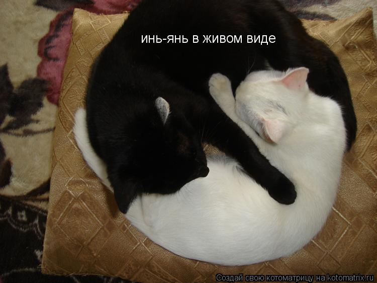 Котоматрица: инь-янь в живом виде