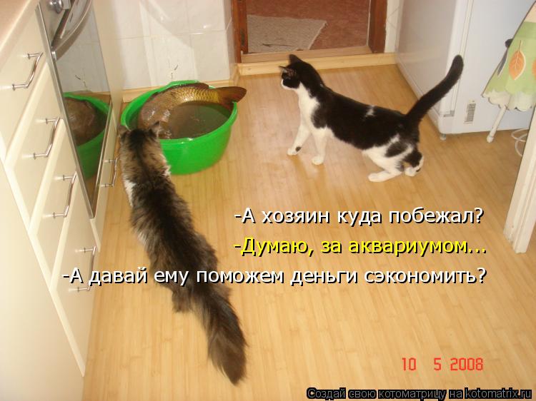Котоматрица: -А хозяин куда побежал? -Думаю, за аквариумом... -А давай ему поможем деньги сэкономить?
