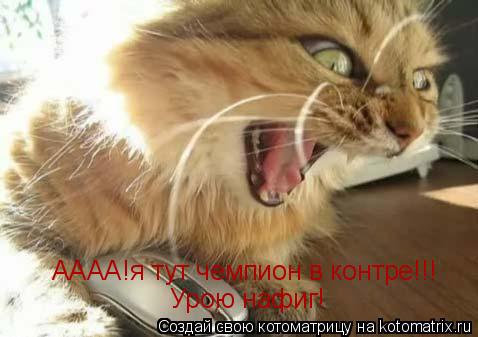 Котоматрица: АААА!я тут чемпион в контре!!! Урою нафиг!