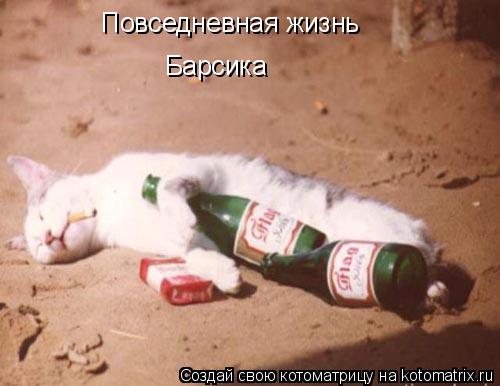 Котоматрица: Повседневная жизнь  Барсика