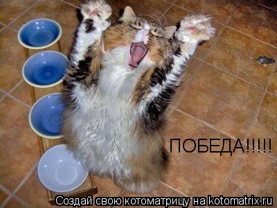 Котоматрица: ПОБЕДА!!!!!