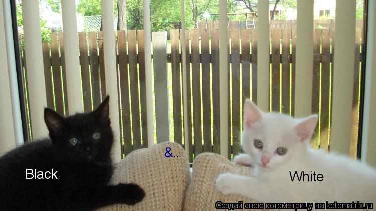 Котоматрица: Black &.. White