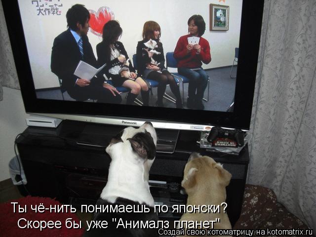 Котоматрица: Ты чё-нить понимаешь по японски?  Скорее бы уже "Анималз планет"