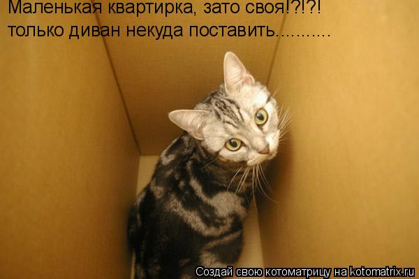 Маленькая квартирка, зато своя!?!?! только диван некуда поставить.............. Котоматрица: Маленькая квартирка, зато своя!?!?! только диван некуда поставить...........