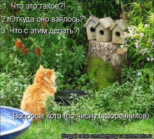 Котоматрица: Вопросы кота (по числу скворечников) 1. Что это такое?! 2. Откуда оно взялось?! 3. Что с этим делать?!
